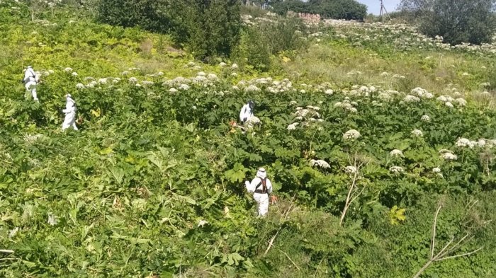 Дедовский метод вместо инновационного: как на ПМЭФ решили бороться с борщевиком